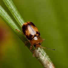 Attēlu rezultāti vaicājumam “Cryptocephalus pusillus”