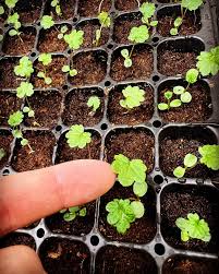 Attēlu rezultāti vaicājumam “Rubus chamaemorus leaf”