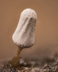 Attēlu rezultāti vaicājumam “Arcyria imperialis macro”