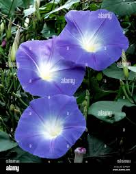 Image result for Prunkwinde