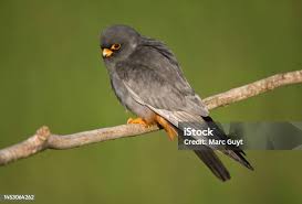 Image result for Falco vespertinus