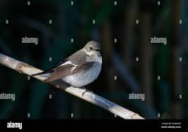 Image result for Ficedula albicollis