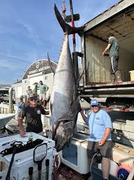Image result for giant tuna