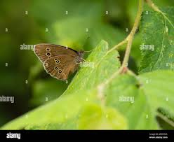 Attēlu rezultāti vaicājumam “Aphantopus hyperantus underside”