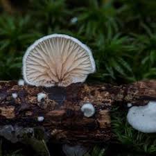 Attēlu rezultāti vaicājumam “Crepidotus versutus”