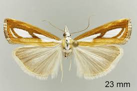 Attēlu rezultāti vaicājumam “Catoptria permutatellus”