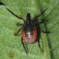 Attēlu rezultāti vaicājumam “Ixodes female”