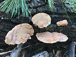 Attēlu rezultāti vaicājumam “Hapalopilus nidulans”