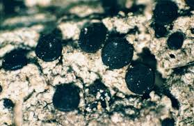 Attēlu rezultāti vaicājumam “Bacidia subincompta”