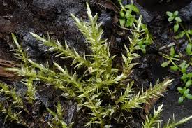 Attēlu rezultāti vaicājumam “Calliergon trifarium”