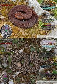 Attēlu rezultāti vaicājumam “Vipera berus adult”