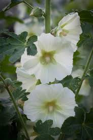 Attēlu rezultāti vaicājumam “Alcea rosea bud”