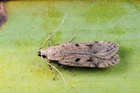 Attēlu rezultāti vaicājumam “Gelechia rhombella”