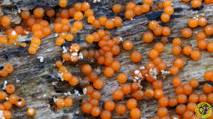 Attēlu rezultāti vaicājumam “Nectria peziza”