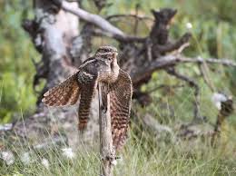 Attēlu rezultāti vaicājumam “Caprimulgus europaeus adult”