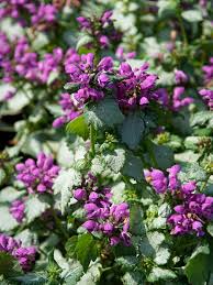 Attēlu rezultāti vaicājumam “Lamium maculatum”