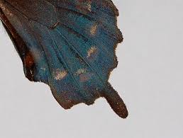 Attēlu rezultāti vaicājumam “Papilionidae”