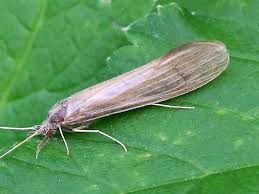 Attēlu rezultāti vaicājumam “Oecetis ochracea”