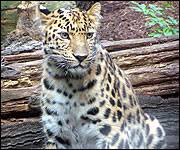 Image result for Essex Leopards