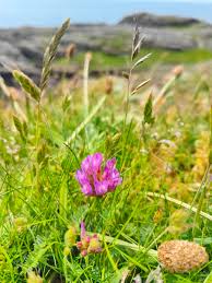 Attēlu rezultāti vaicājumam “Astragalus danicus flower”