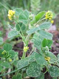 Attēlu rezultāti vaicājumam “Medicago lupulina”