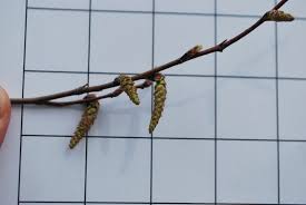 Attēlu rezultāti vaicājumam “Carpinus caroliniana male flower”