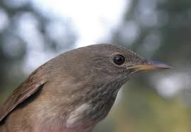 Image result for Locustella fluviatilis