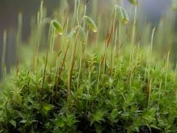 Attēlu rezultāti vaicājumam “Bryum pallescens”