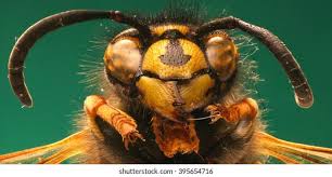 Attēlu rezultāti vaicājumam “Vespula rufa”