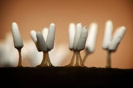 Attēlu rezultāti vaicājumam “Arcyria cinerea”