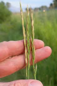 Attēlu rezultāti vaicājumam “Elytrigia repens subsp. arenosa”