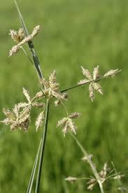 Attēlu rezultāti vaicājumam “Bolboschoenus maritimus flower”