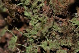 Attēlu rezultāti vaicājumam “Bryum pallescens sporophyte”