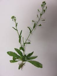 Attēlu rezultāti vaicājumam “Capsella bursa-pastoris leaf”