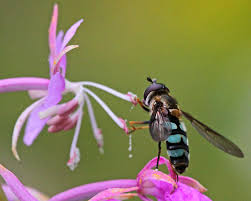 Attēlu rezultāti vaicājumam “Didea alneti”