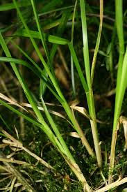 Attēlu rezultāti vaicājumam “Poa remota”