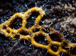 Attēlu rezultāti vaicājumam “Hemitrichia sordivesiculosa”