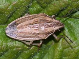 Attēlu rezultāti vaicājumam “Aelia acuminata”