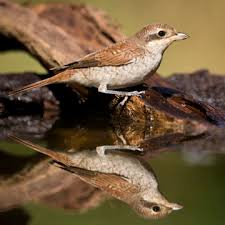 Attēlu rezultāti vaicājumam “Lanius collurio juvenile”