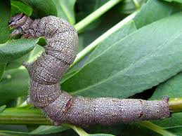 Attēlu rezultāti vaicājumam “Catocala pacta”