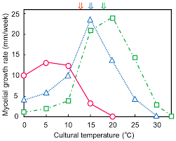 Attēlu rezultāti vaicājumam “Pistillaria sp.”