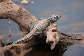 Image result for reptile scales