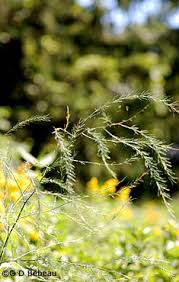 Attēlu rezultāti vaicājumam “Asparagus officinalis leaf”