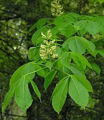 Attēlu rezultāti vaicājumam “Aesculus flava leaf”