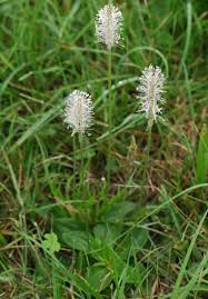 Attēlu rezultāti vaicājumam “Plantago media flower”