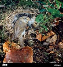 Attēlu rezultāti vaicājumam “Phylloscopus trochilus nest”