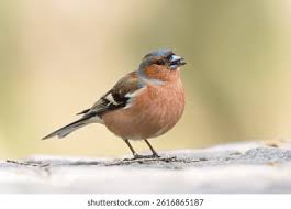 Attēlu rezultāti vaicājumam “Fringilla coelebs”