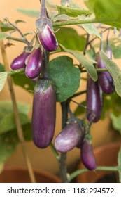 Afbeeldingsresultaat voor slim jim eggplant