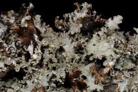 Attēlu rezultāti vaicājumam “Platismatia glauca”