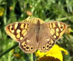 Attēlu rezultāti vaicājumam “Pararge aegeria upperside”